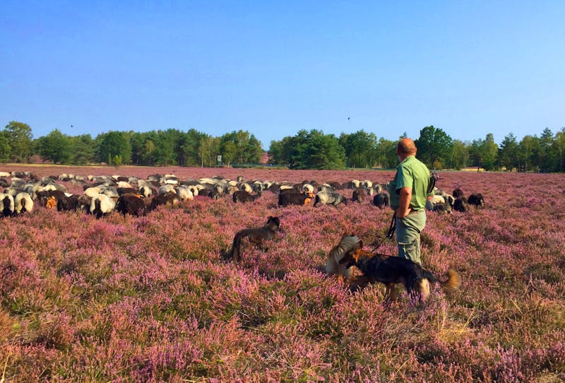Heidschnucken in der Lüneburger Heide - ©Eberhardt TRAVEL - Sabine C. Seifert