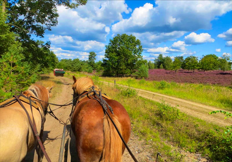 Kutschfahrt in der Lüneburger Heide - ©Eberhardt TRAVEL - Petra Hanschke