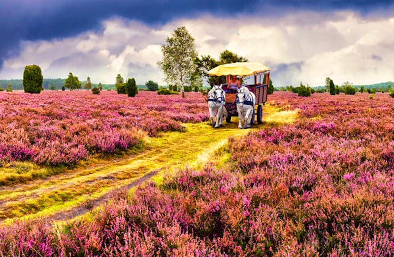 Kutschfahrt in der Lüneburger Heide - ©Ingo Bartussek - stock.adobe.com