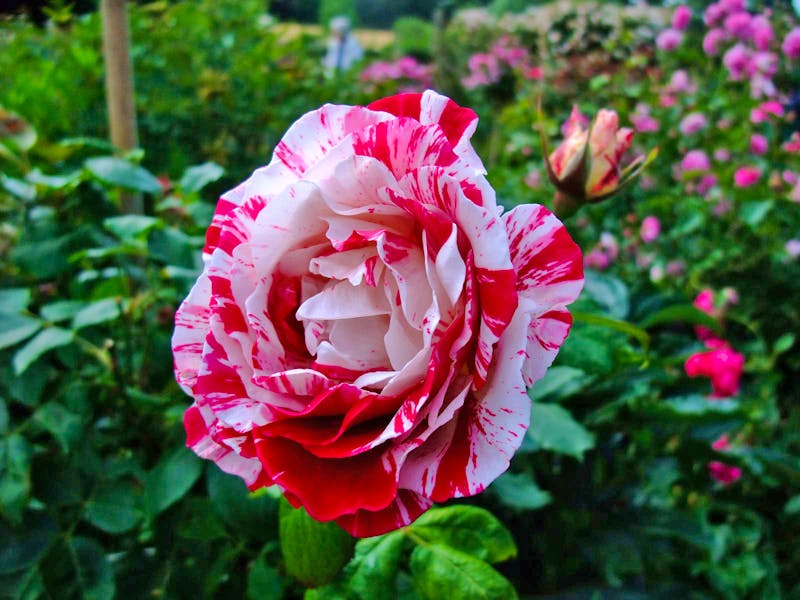 Garten Francois in Belleme - Normandie - ©Eberhardt TRAVEL - Rosita Richter