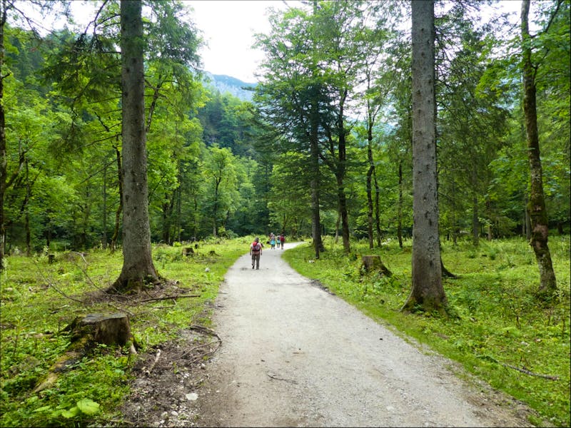 Wanderung im Waldgebiet am Hinteren Gosausee im Salzkammergut - ©Vicky Kern - Eberhardt TRAVEL