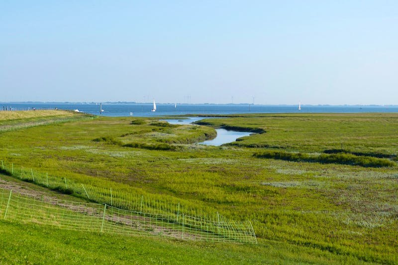 Salzwiesen-Landschaft auf der Nordsee-Insel Spiekeroog - ©Bild von Barbara Dondrup auf Pixabay