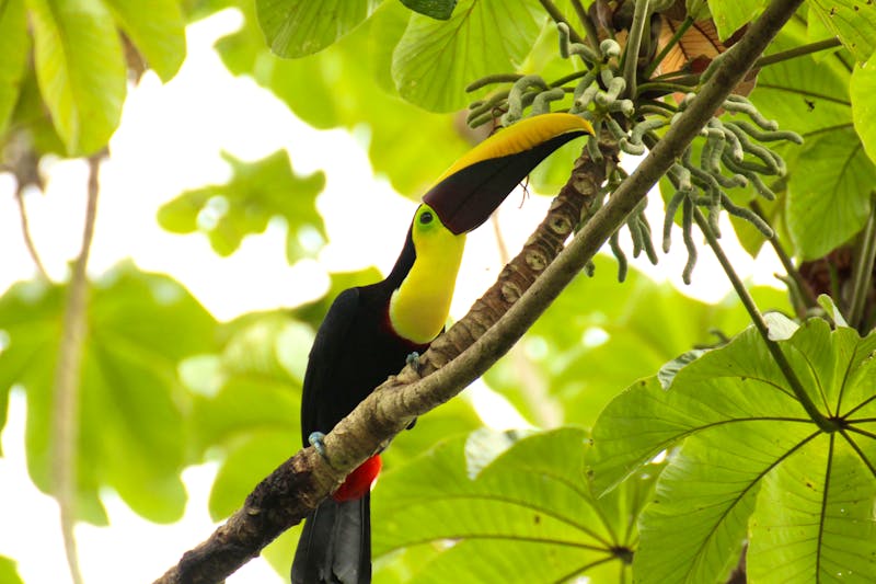Brusnrücken-Tukan ind Costa Rica im Manuel Antonio Nationalpark  - ©Pixabay
