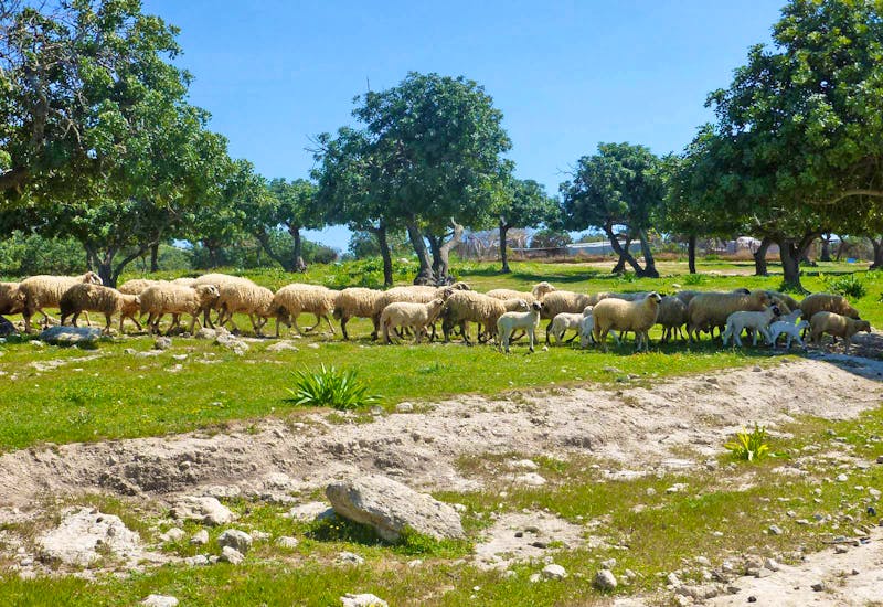 Schafherde auf der Akamas-Halbinsel - ©Eberhardt TRAVEL - Mario Scheinert