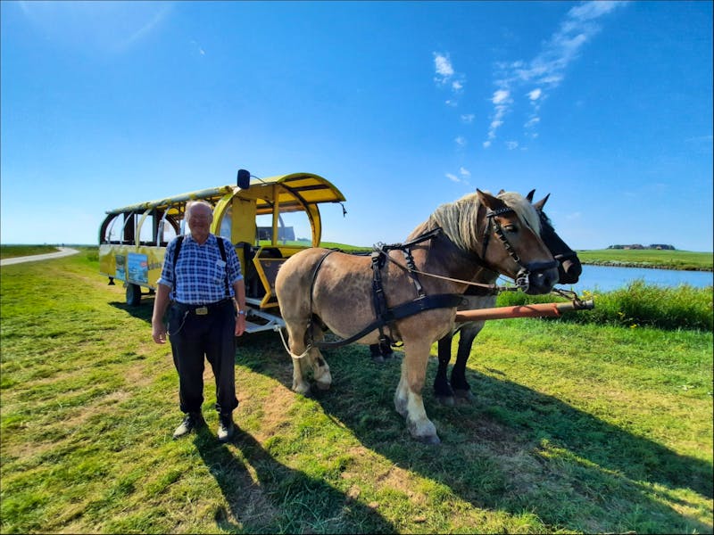 Pferdekutschfahrt auf der Hallig Hooge - ©Eberhardt TRAVEL - Franziska Bergmann