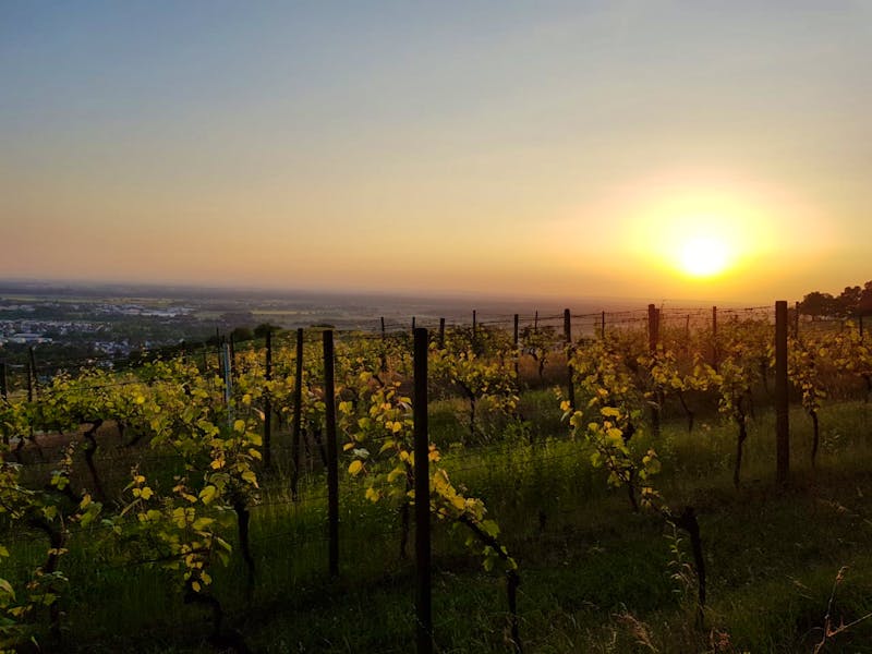 Pfalz Weinberge - ©Sophia Bär