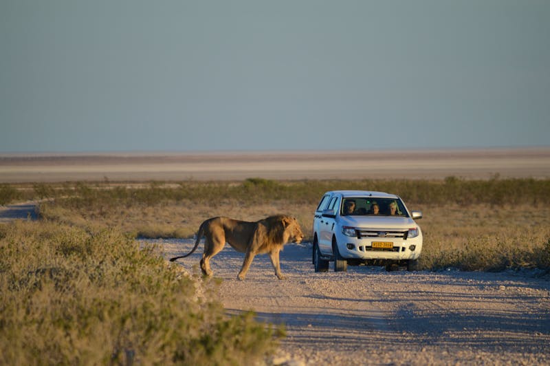Tierische Begegnungen im Etosha-Nationalpark in Namibia - ©Bild von 2017_Franziska auf Pixabay