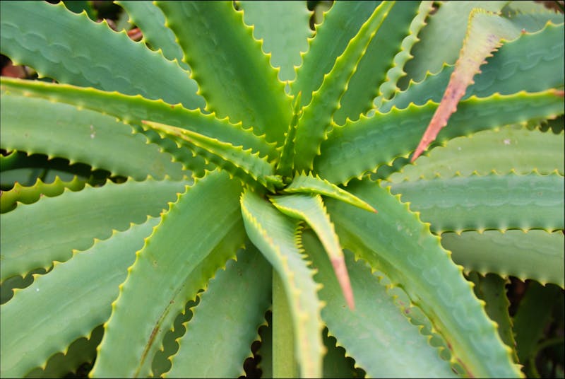 Aloe Vera  - ©Susanne Schirmann