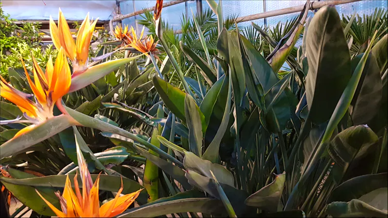 Palmenhaus in Bad Pyrmont - &copy;Eberhardt TRAVEL - Marlies Thrum