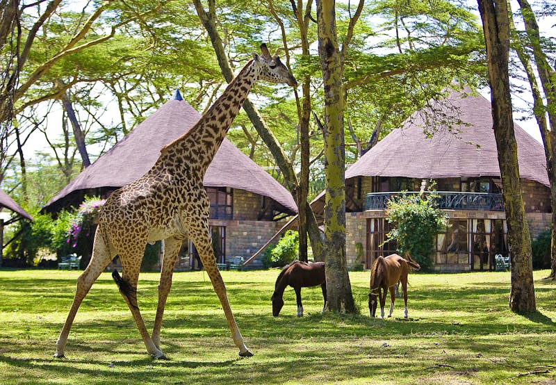 Naivasha Sopa Lodge - Giraffe im Hotelgarten - ©Naivasha Sopa Lodge / Lets Go Africa Reisen