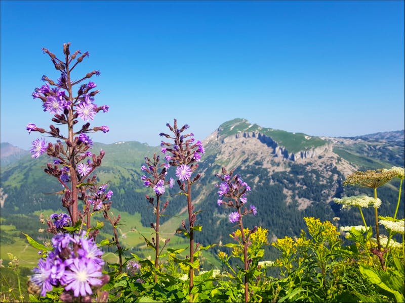 Alpenblumenlehrpfad im Kleinwalsertal - ©Eberhardt TRAVEL - Kathrin Beck