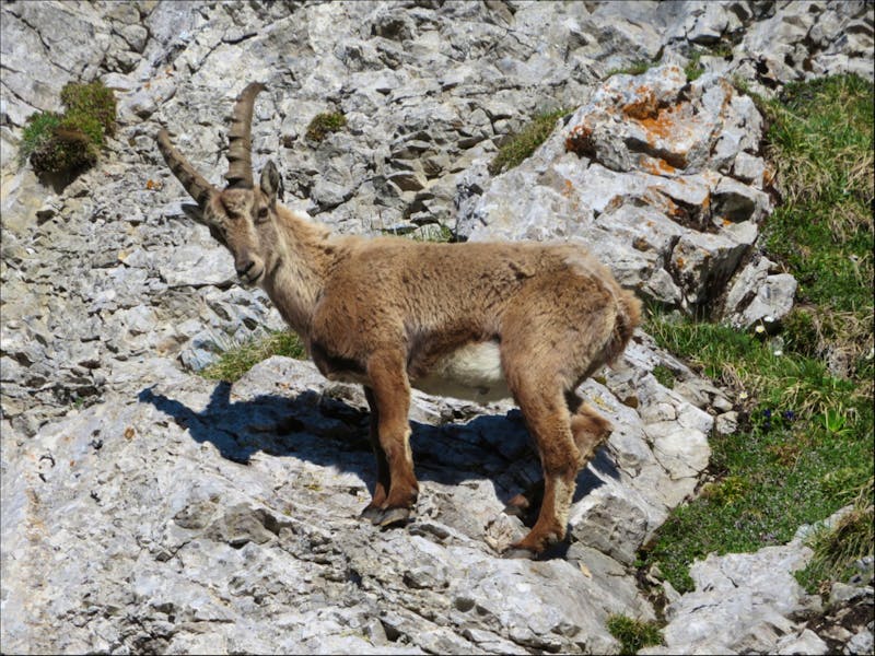 Steinbock  - ©Eberhardt TRAVEL - Annette Weise