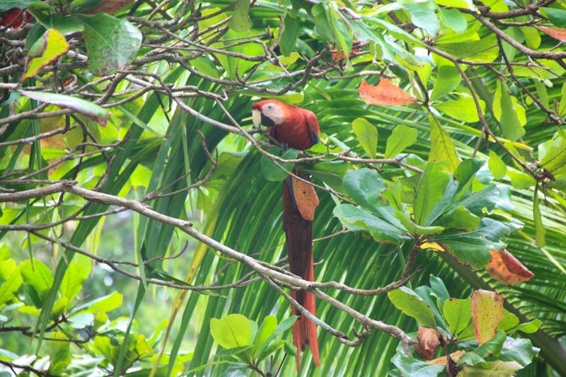 Roter Ara im Corcovado-Nationalpark - ©Peggy Schkade