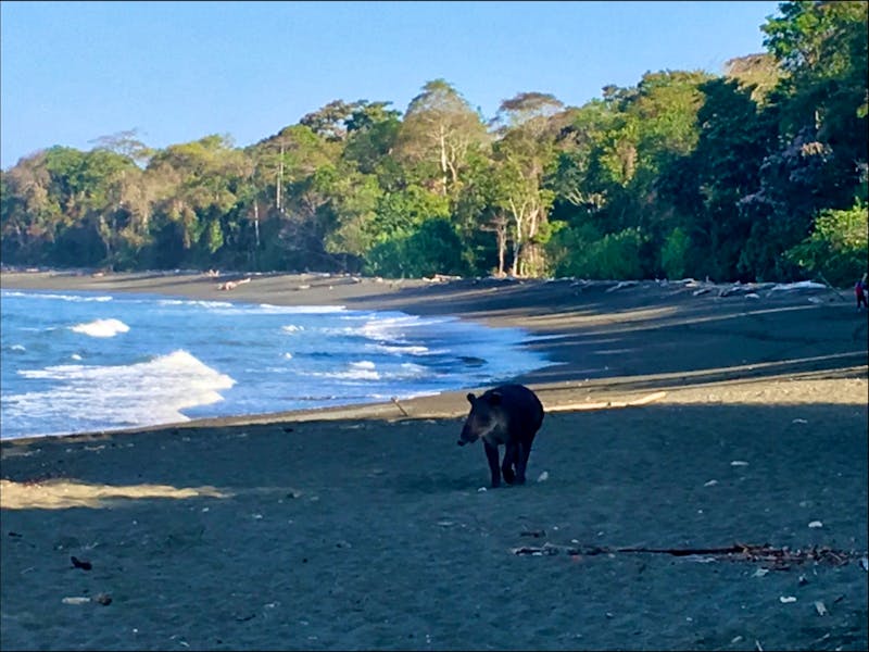 Tapir im Corcovado-Nationalpark - ©Elisabeth Fox-Maerki