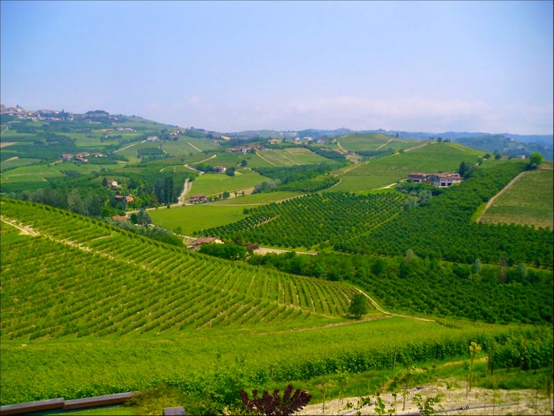 Im Barolo-Weinbau-Gebiet - ©Ingrid Langer