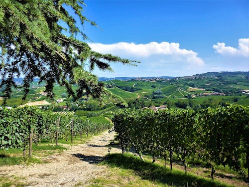 La Morra - Blick vom Balkon der Langhe &ndash; &copy; Davide Tomatis - Wikimedia