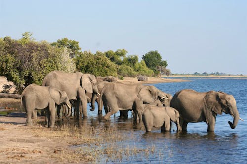 Elefanten am Chobe &ndash; &copy; Annett Müller