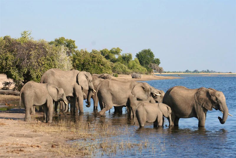 Elefanten am Chobe - ©Annett Müller