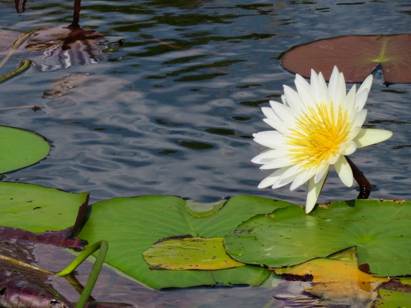 Wasserlilie - ©Annett Mueller