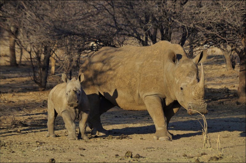 Namibia - Nashorn mit Baby - ©Annett Müller