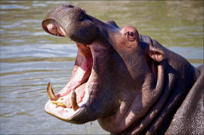 Happy Hippo - ©Annett Müller