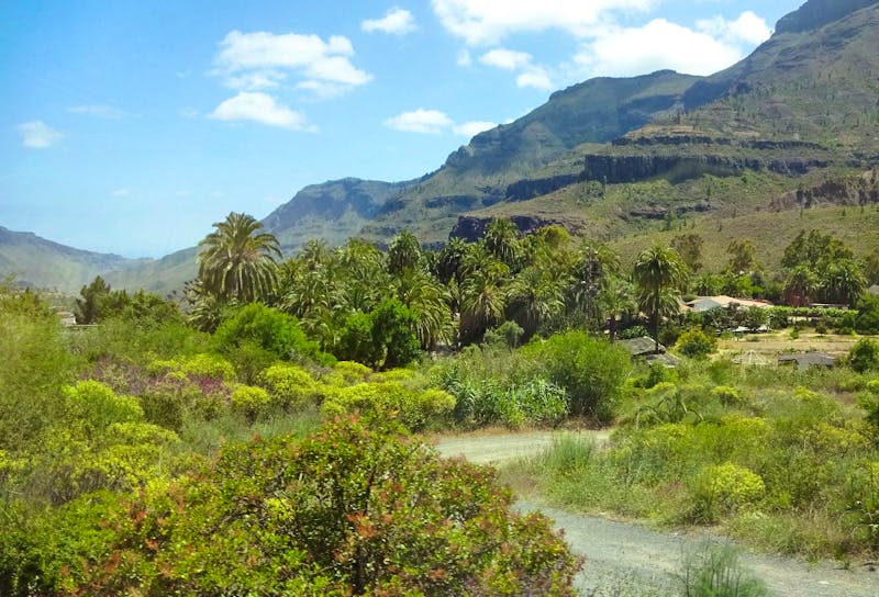 Palmenoase auf Gran Canaria - &copy;Eberhardt TRAVEL - Nadja Klinkhardt