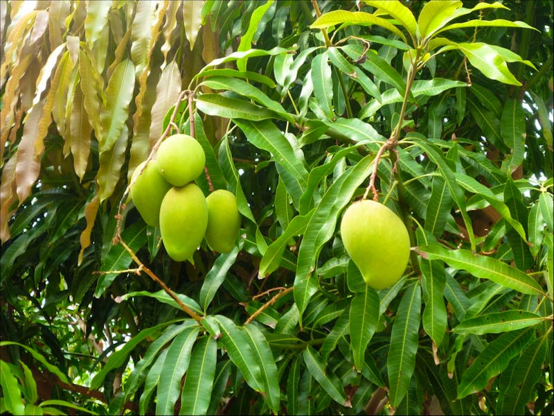 Mangobaum - &copy;Eberhardt TRAVEL - Linda Hartge