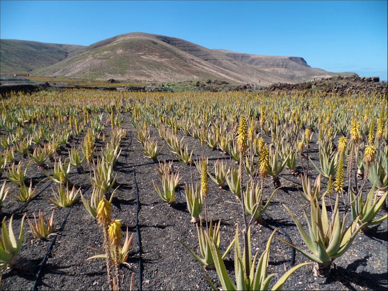 Aloe Vera-Farm auf den Kanaren - ©Eberhardt TRAVEL - Franziska Bergmann
