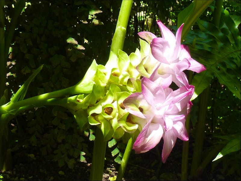 Korkuma, Botanischer Garten Cienfuegos - ©Peggy Schkade