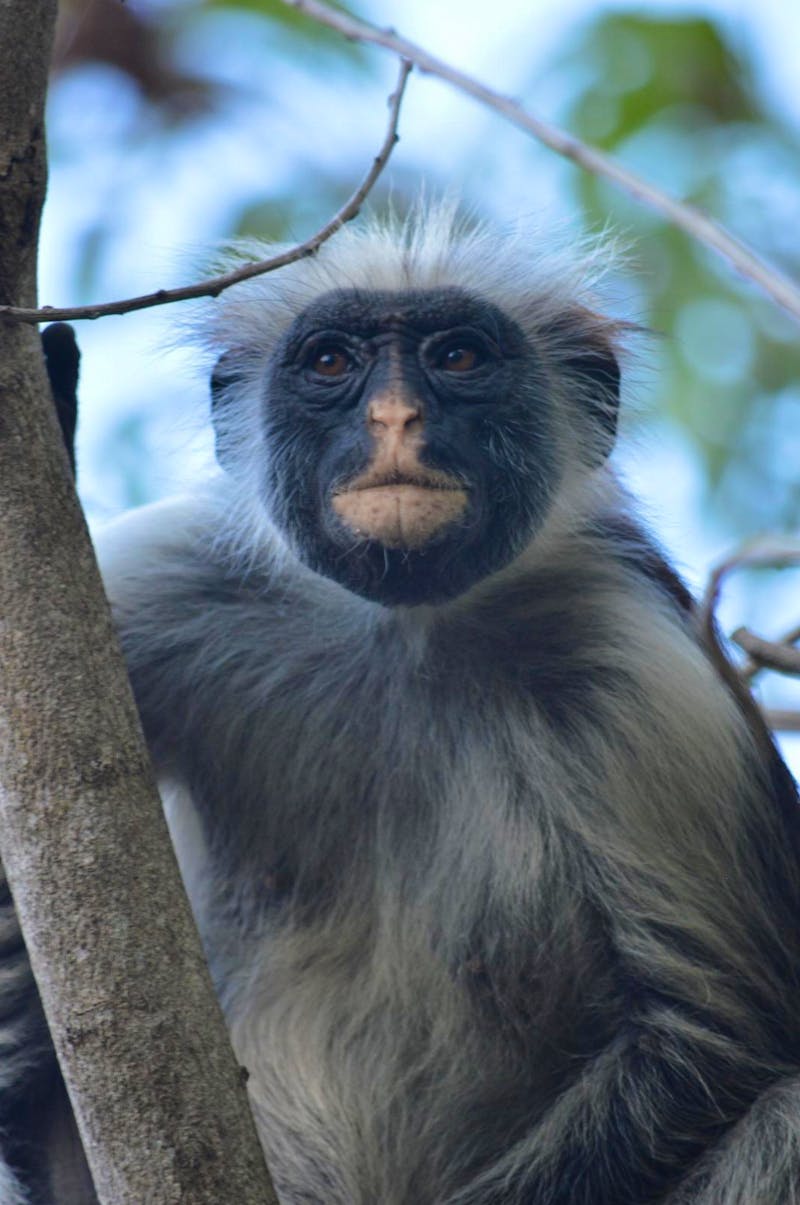 Colobus-Affe - ©Prof. Dr. Hubert Lücker