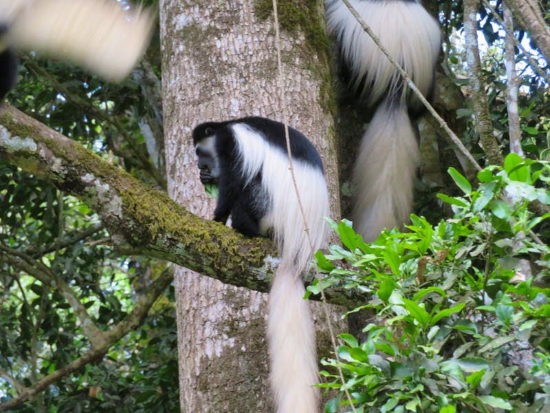 Colobus-Affen - ©Annette Weise