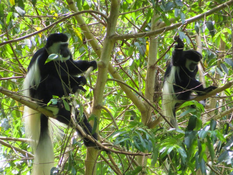 Colobus-Affen - ©Annette Weise