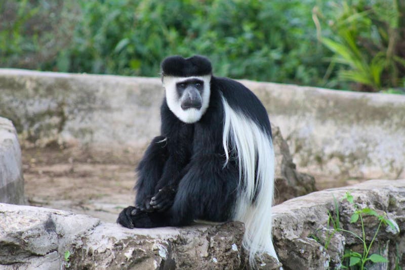 Colobus-Affe - ©Vicky Kern
