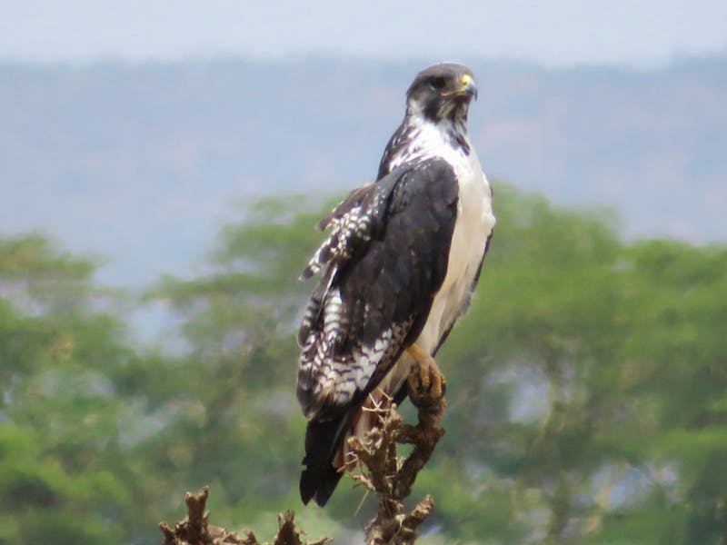 Arusha-Nationalpark - Augurbussard - ©Annette Weise