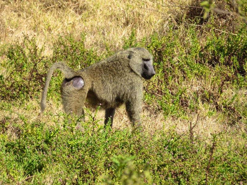 Arusha-Nationalpark - Pavian - ©Annette Weise