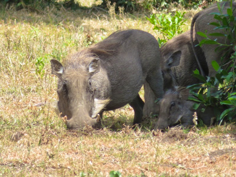 Arusha-Nationalpark - Warzenscheine - ©Annette Weise