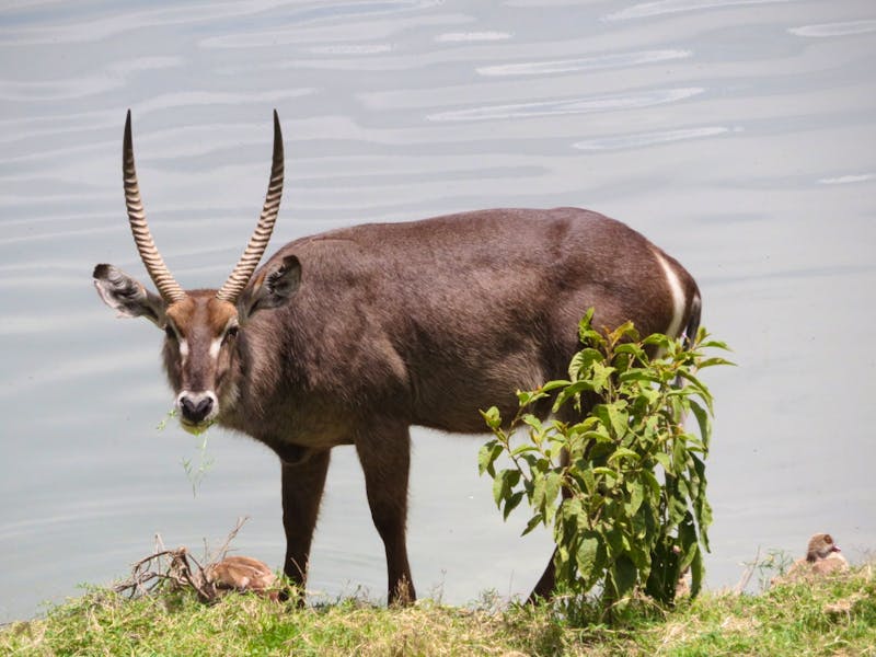 Arusha-Nationalpark - Momollasee - Wasserbock - ©Annette Weise