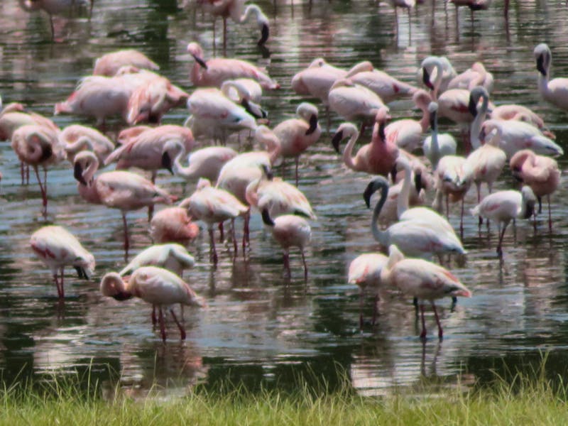 Arusha-Nationalpark - Momollasee - Flamingos - ©Annette Weise