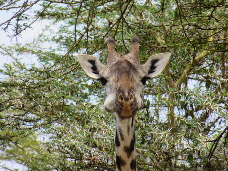 Arusha-Nationalpark - Giraffe mit dicken Backen - ©Annette Weise