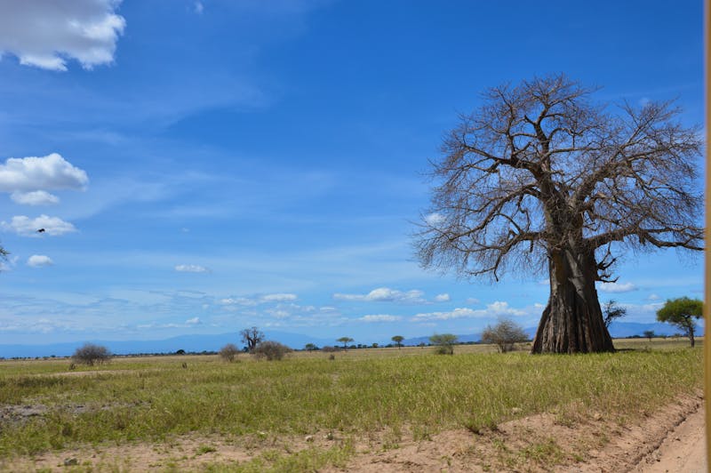 Tarangire-Massai-Steppe - ©Hubert Lücker