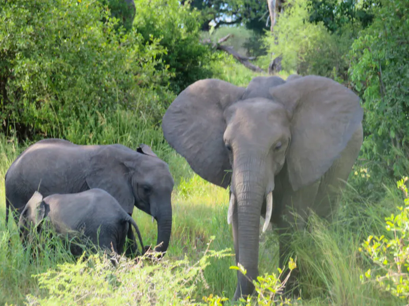 Tarangire Nationalpark - Elefanten - &copy;Annette Weise