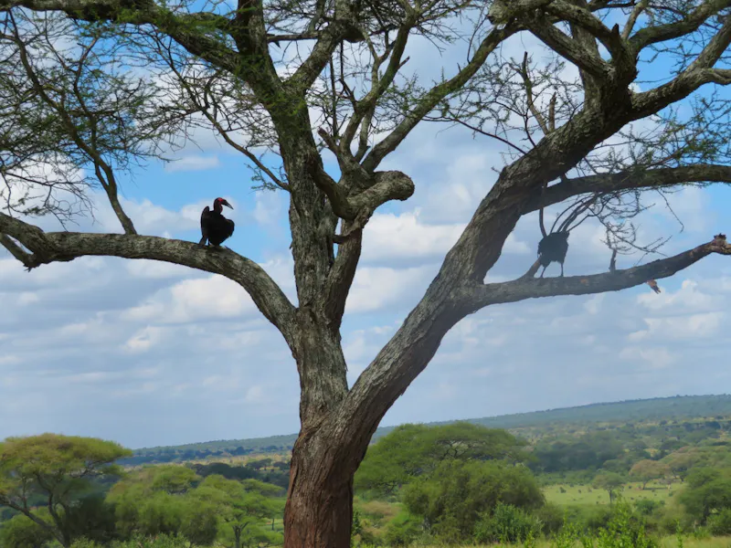 Tarangire Nationalpark - Hornrabe - &copy;Annette Weise