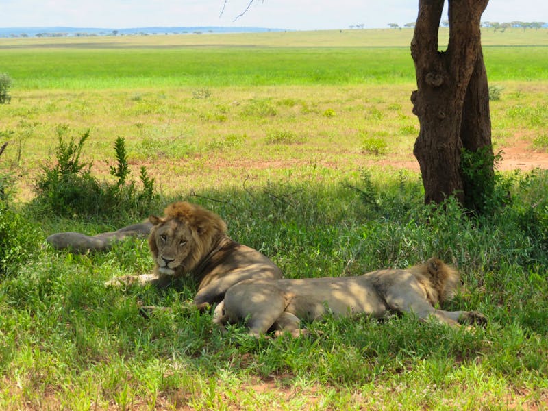 Tarangire Nationalpark - Löwen - ©Annette Weise