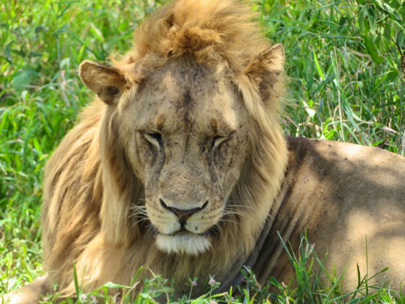 Tarangire Nationalpark - Löwe - ©Annette Weise