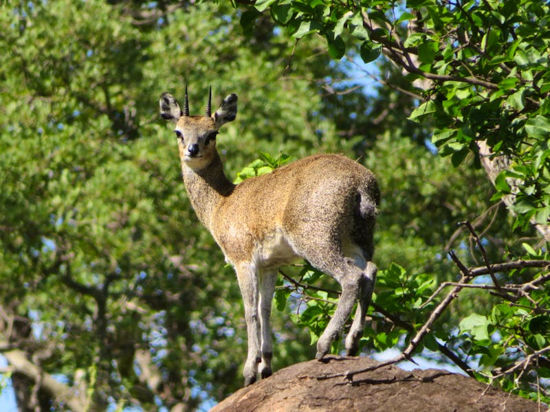 Tarangire Nationalpark - Klippspringer - ©Annette Weise