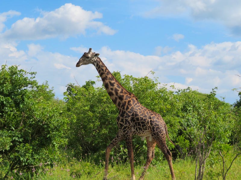 Tarangire-Nationalpark -Giraffe - ©Annette Weise