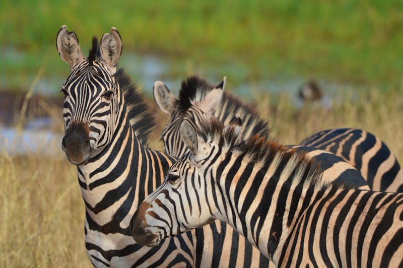 Tarangire - Zebra - ©Prof. Dr. Hubert Lücker