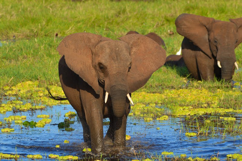 Tarangire - Elefanten - ©Prof. Dr. Hubert Lücker