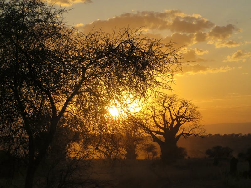 Sonnenuntergang im Tarangire Nationalpark - ©Wiebke Lücker