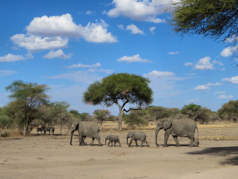 Tarangire und seine Elefantenherden - ©Wiebke Lücker